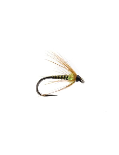 QUILL SPIDER
